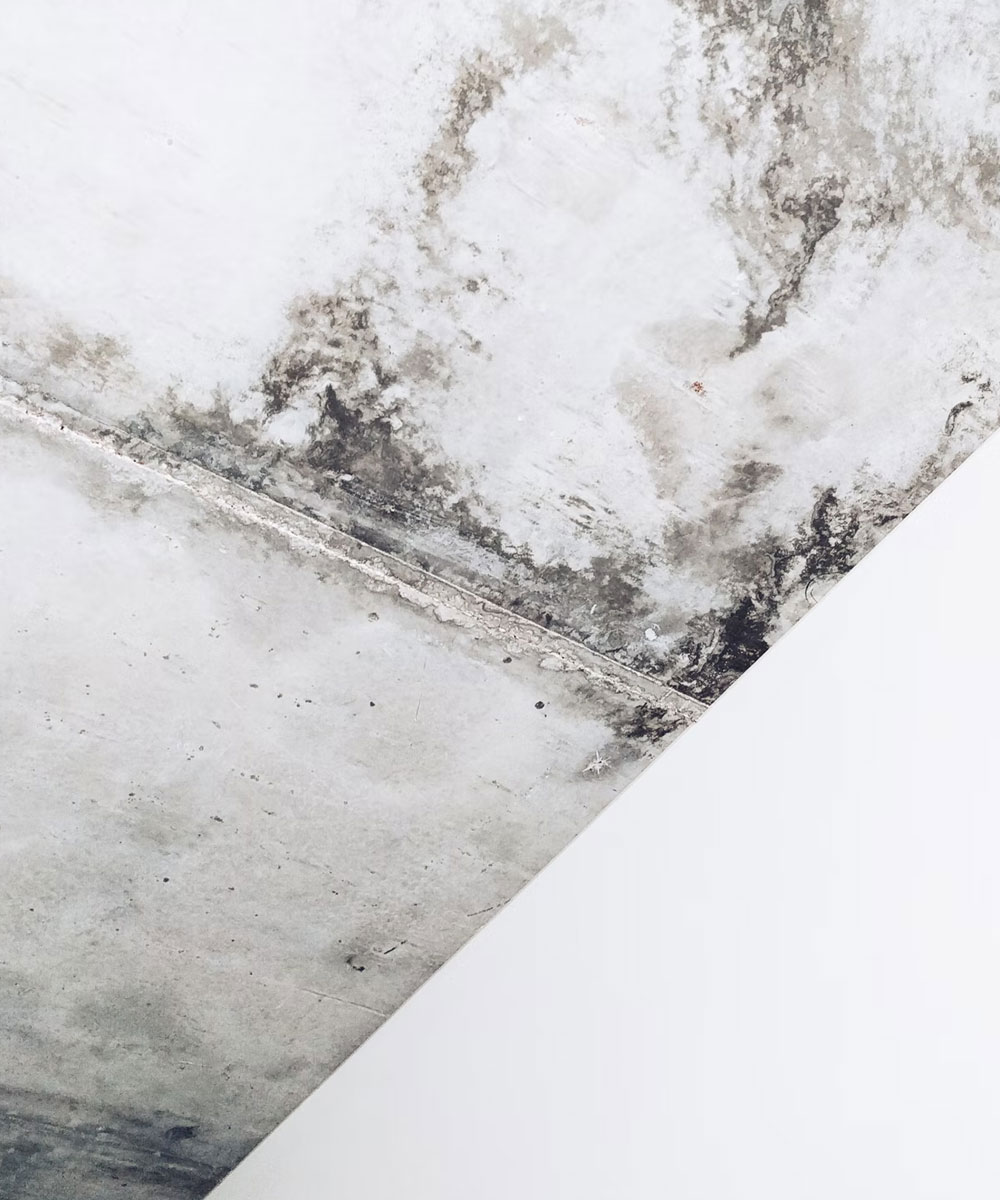 The Importance of Mold Remediation